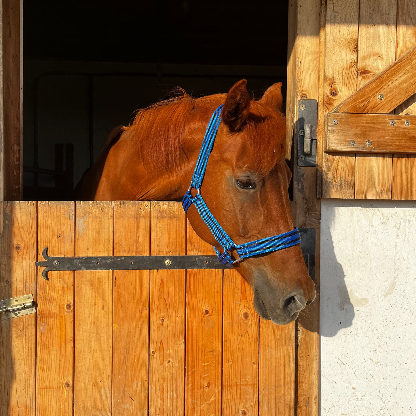 Erősített Gurtni Kötőfék - Kék