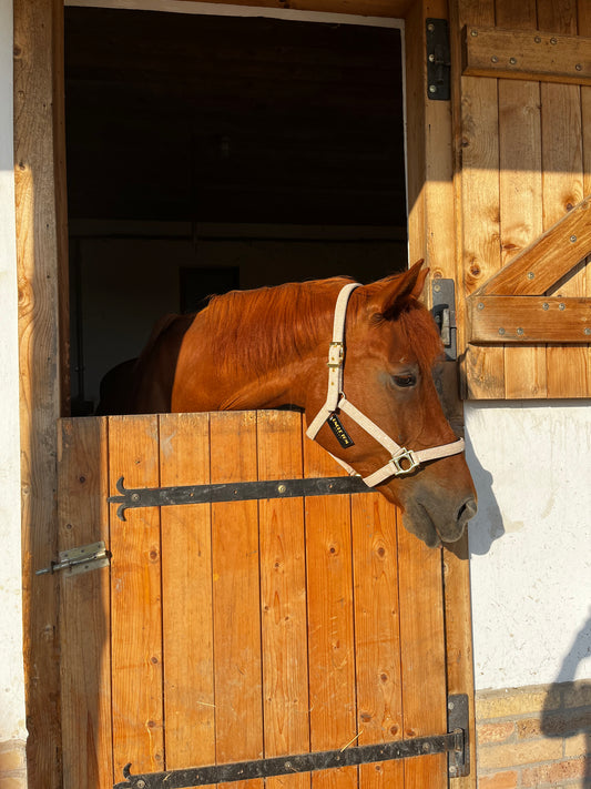 Csillogós (glitteres) bélelt kötőfék