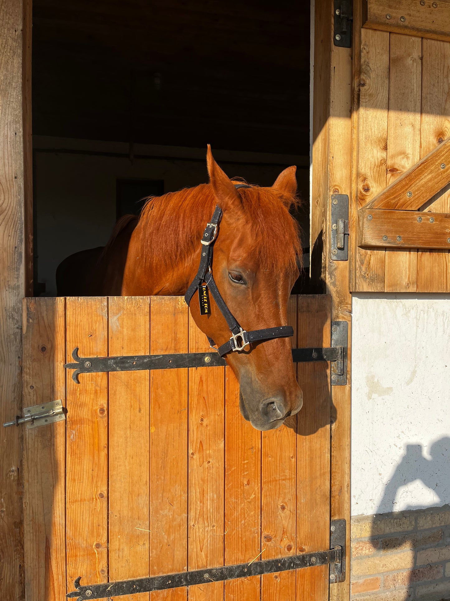 Csillogós (glitteres) bélelt kötőfék